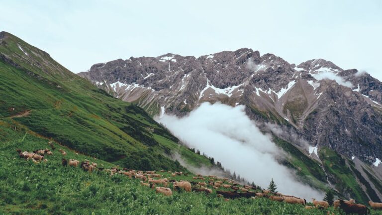 bergkristall oberstaufen - A serene view of sheep grazing on a lush meadow in the misty Vorarlberg A