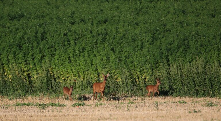 deers 7341778 1280