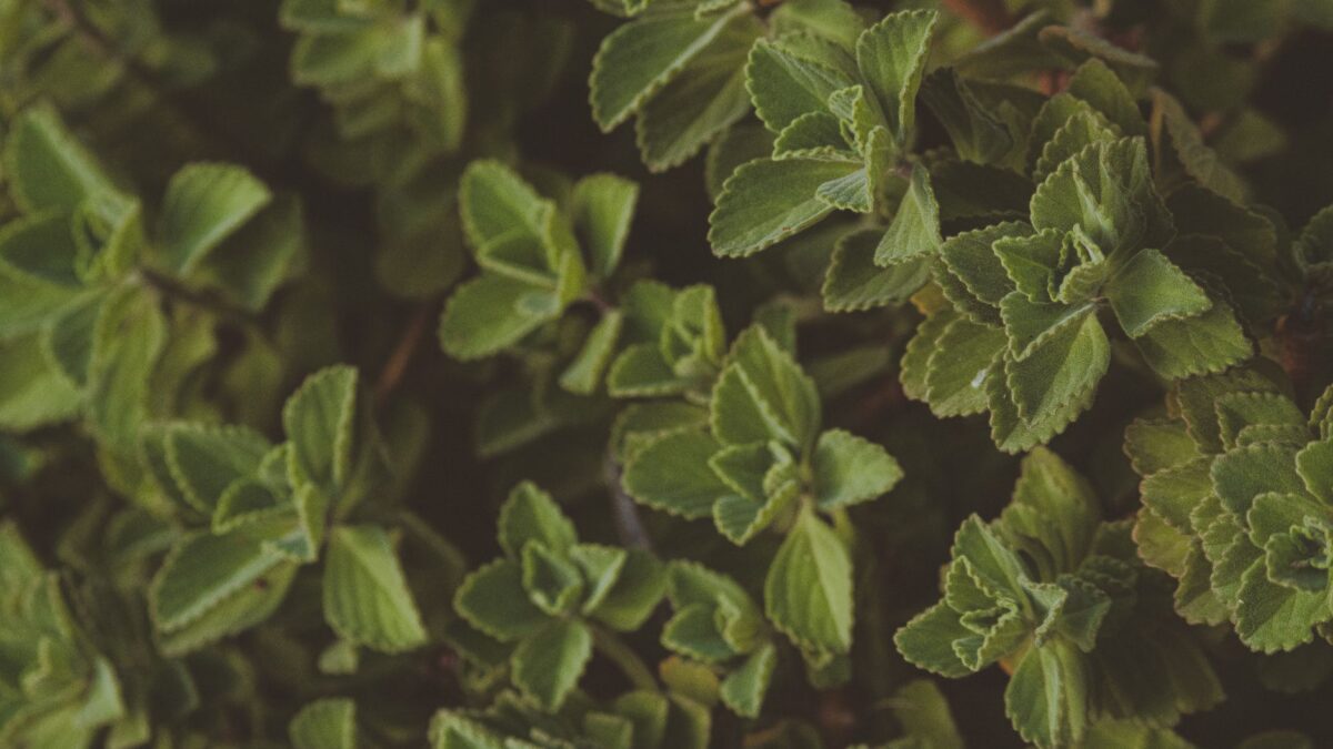 A vibrant close-up of fresh green herbal leaves, showcasing natural beauty and texture.