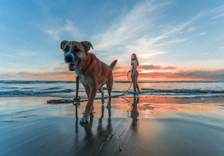 Hundeparadiese in Kroatien: Top Orte für deinen Hund
